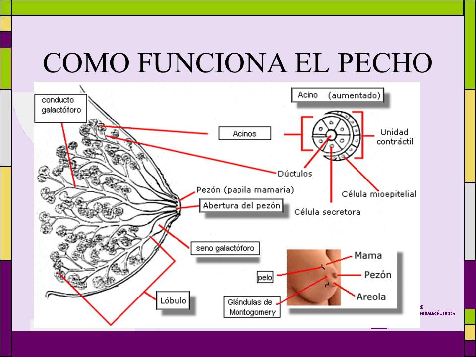 Los pequeños granos acuosos sobre la espalda y el pecho